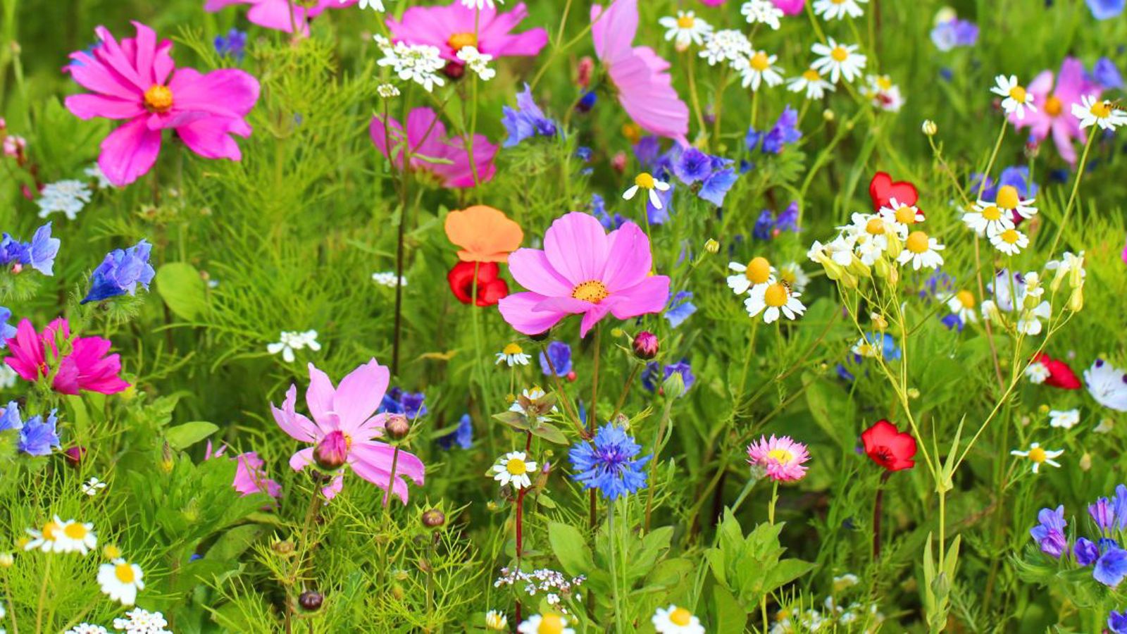 wild flowers